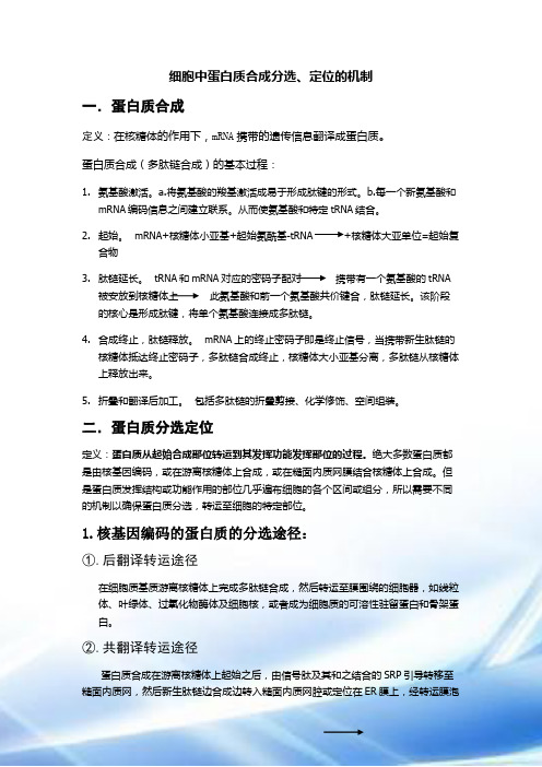 蛋白质合成分选定位
