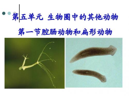 腔肠动物课件