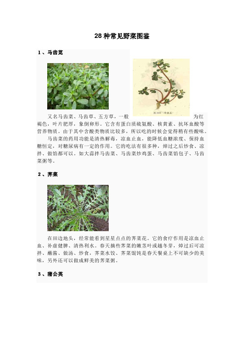 28种常见野菜图