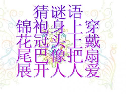 《金孔雀轻轻跳》课件