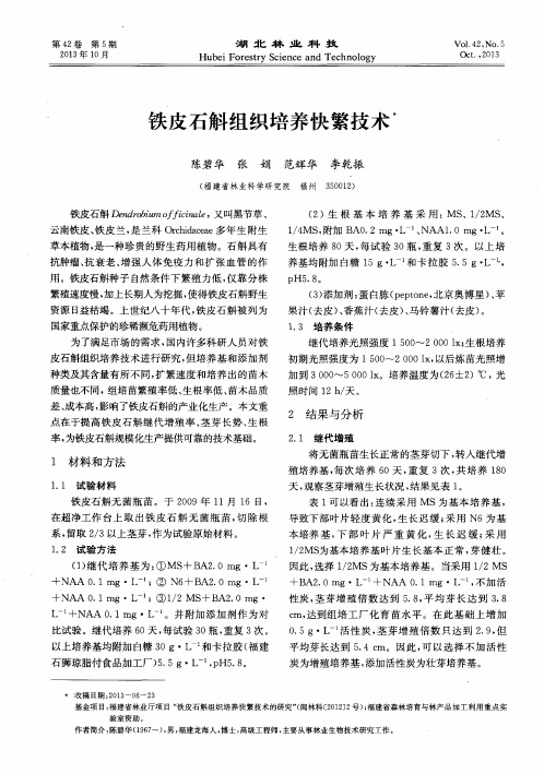 铁皮石斛组织培养快繁技术