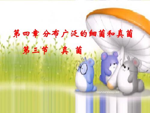第三节真菌