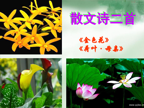部编版七年级语文上册：7.散文诗二首：金色花、荷叶母亲 课件