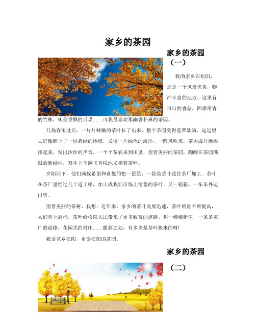 家乡的茶园(共10篇)