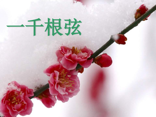 《一千根弦》课件《一千根弦》