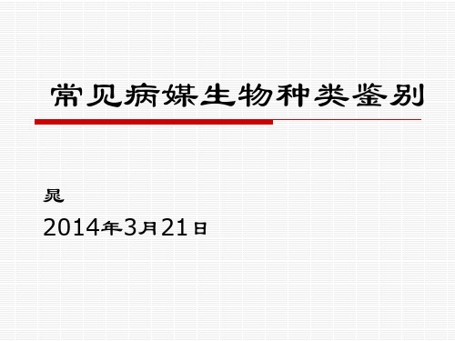常见病媒生物鉴别
