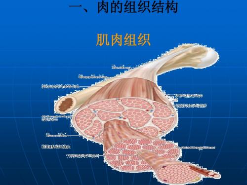 肉的组织结构及贮藏保鲜