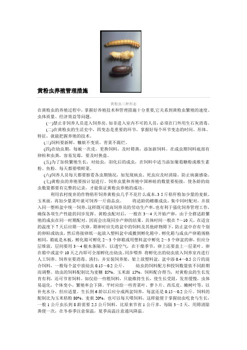 黄粉虫养殖管理措施