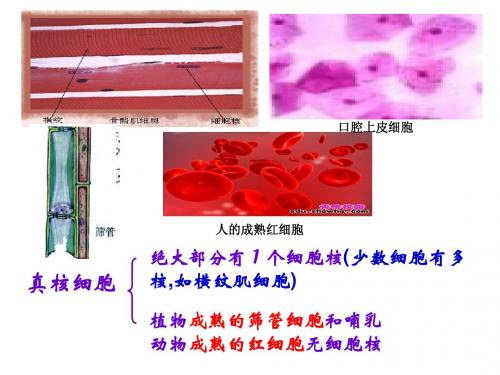浙科 生物 必修1第二章 四、五 细胞核原核生物