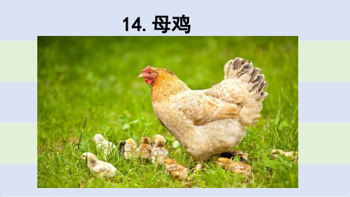 《母鸡》ppt—人教部编版母鸡完美课件1