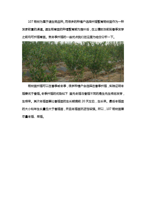 冬季扦插107杨树苗的好处