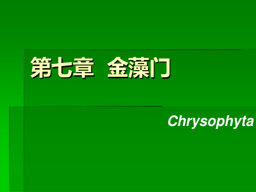 金藻门