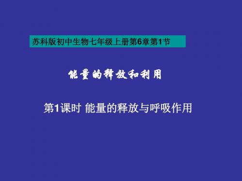 【初中生物】能量的释放和利用PPT课件
