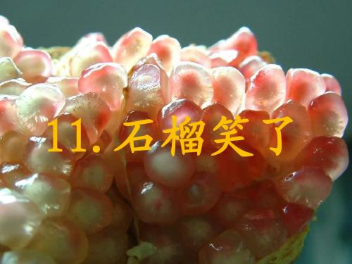 11.石榴笑了