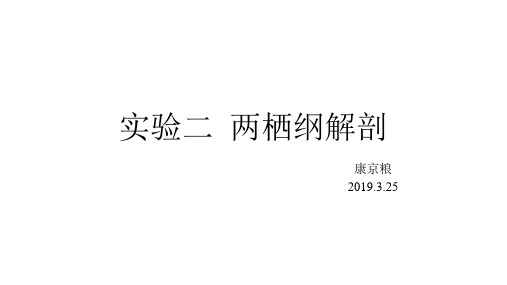 实验二 两栖纲的解剖