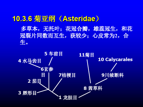 植物学被子植物4