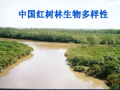 中国红树林生物多样性(rr)
