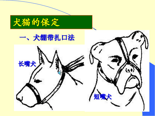 犬猫的保定方法图解