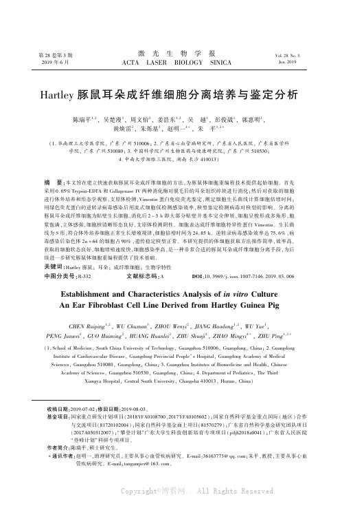Hartley豚鼠耳朵成纤维细胞分离培养与鉴定分析