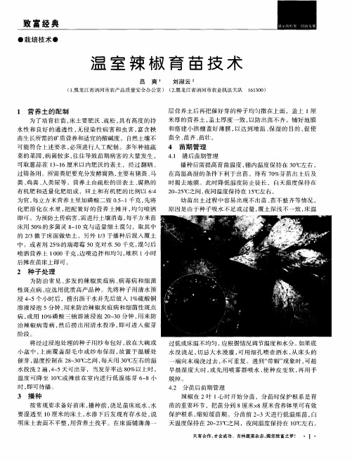 温室辣椒育苗技术