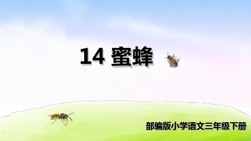 《蜜蜂》上课用PPT3