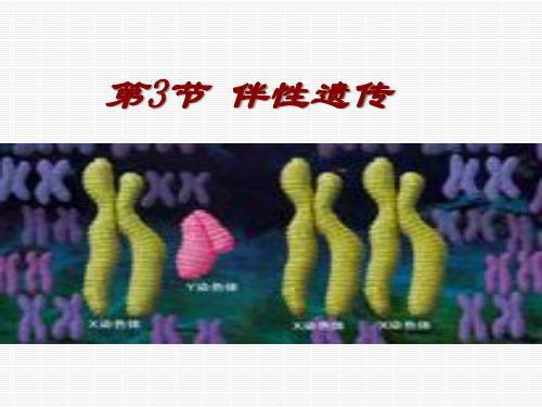 《伴性遗传》人教版课件1