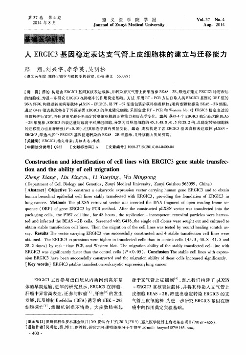 人ERGIC3基因稳定表达支气管上皮细胞株的建立与迁移能力