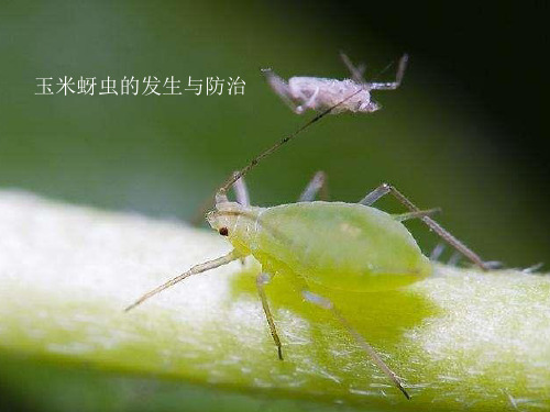 玉米蚜虫的发生与防治