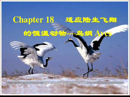 鸟类 课件