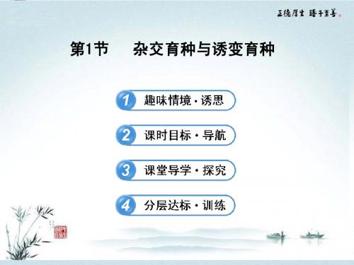 (导学讲练通)2013高中生物 6.1杂交育种与诱变育种精品课件 新人教版必修2