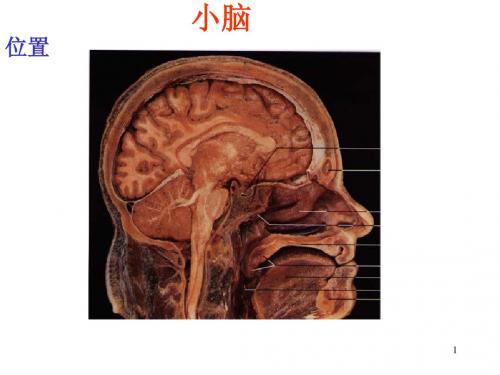 小脑间脑