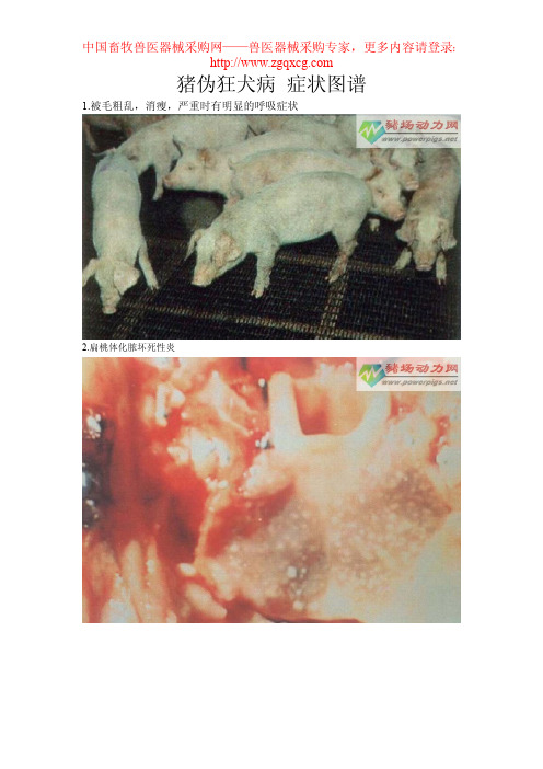 猪伪狂犬病 症状图谱