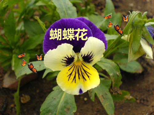 (语文S版)一年级语文下册课件 22.蝴蝶花