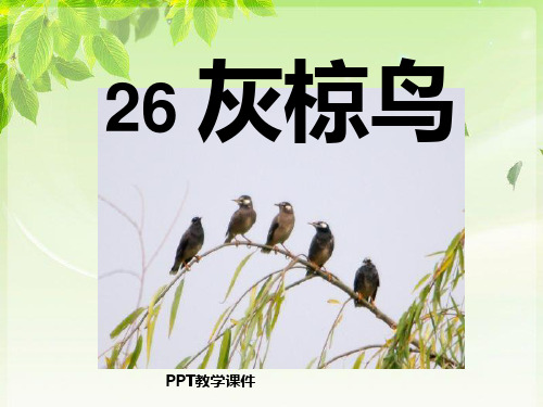 灰椋鸟(1)PPT课件