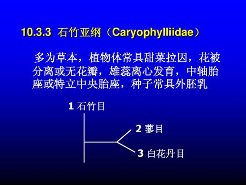 石竹亚纲(Caryophylliidae)