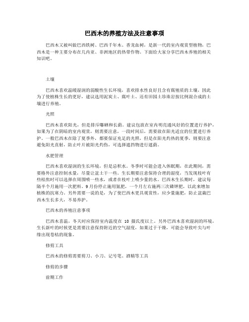巴西木的养殖方法及注意事项