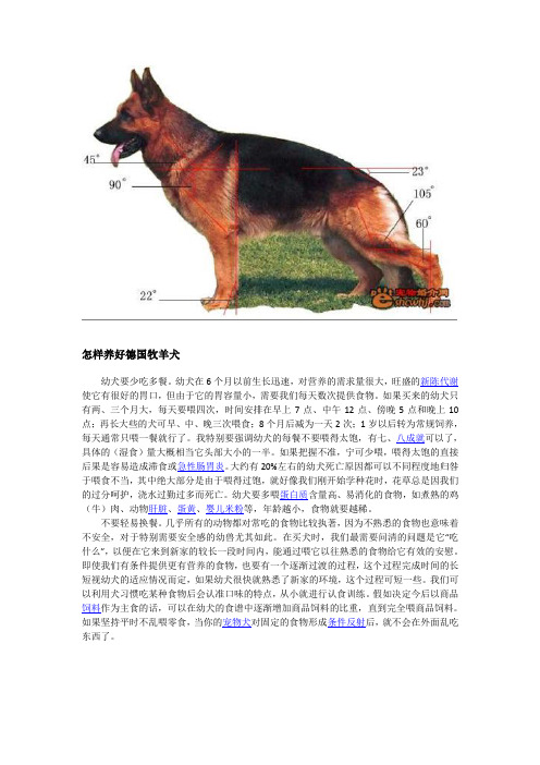 怎样养好德国牧羊犬