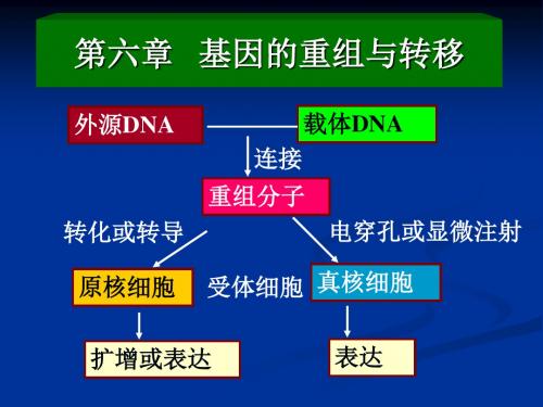第六章基因的重组与转移-文档资料