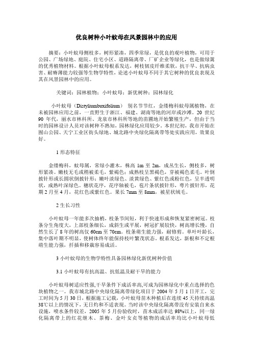 优良树种小叶蚊母在风景园林中的应用