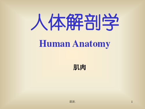 肌肉 医学解剖整理.ppt