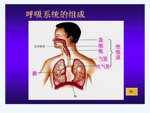 生物人教版七年级下册第二节 发生在肺内的气体交换