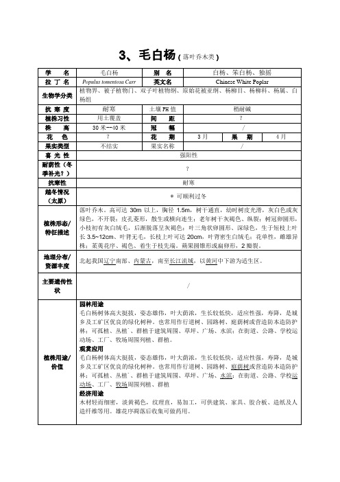毛白杨