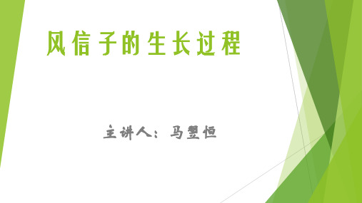 风信子的生长过程-小学生班会课