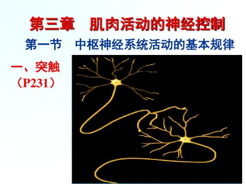 肌肉活动的神经控制课件