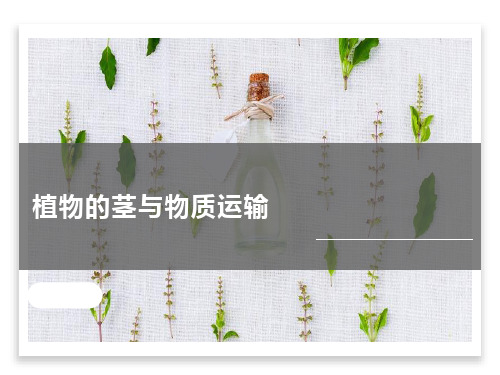 初中科学浙教版八年级下册 第4节 植物的茎和物质运输 (2)(共19张PPT)