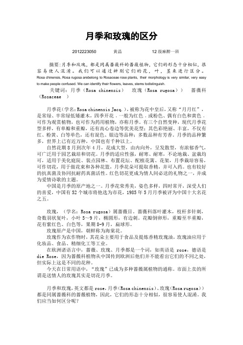 月季和玫瑰的区分