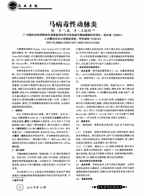 马病毒性动脉炎
