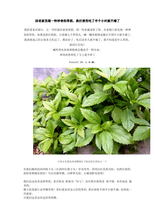 回老家发现一种神奇的草药