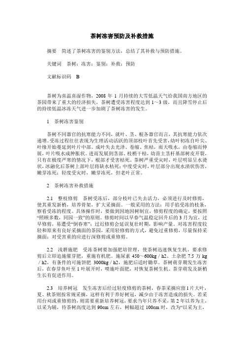 茶树冻害预防及补救措施