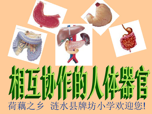四年级上科学《相互协作的人体器官》优质课教学课件PPT1